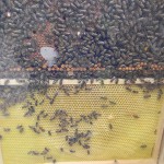 Bienen in der Waabe