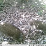 Junge Wildschweine auf dem Grundstück "Am Tannenbaum"