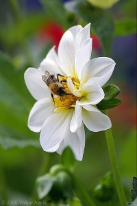 Biene beim Nektar sammeln © Volker Abels