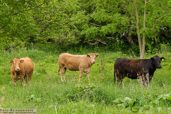 Rinder werden zur Weidenpflege eingesetzt