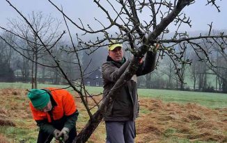 Leider musst ein kranker Apfelbaum entfernt werden