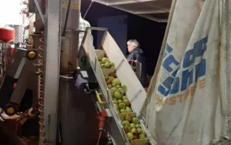 Vor dem Waschen und Pressen werden faulige Äpfel aussortiert